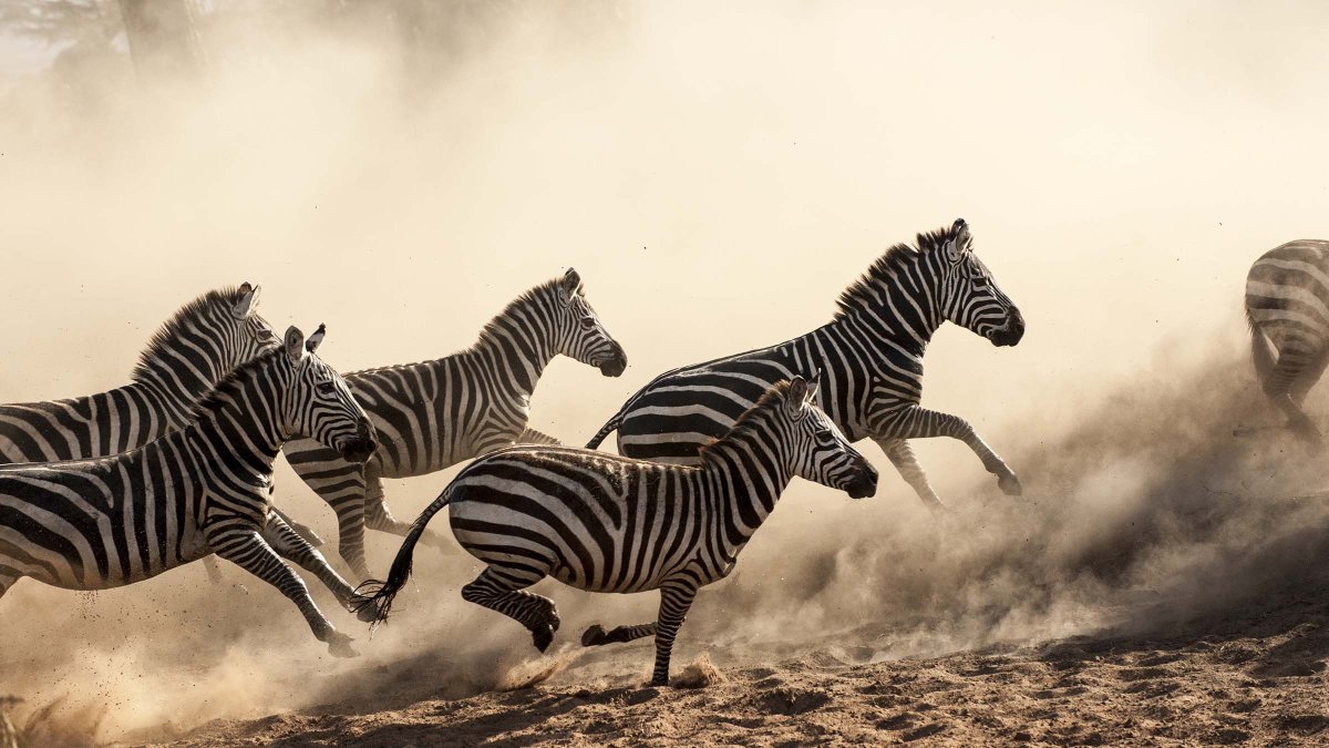 Необычные зебры