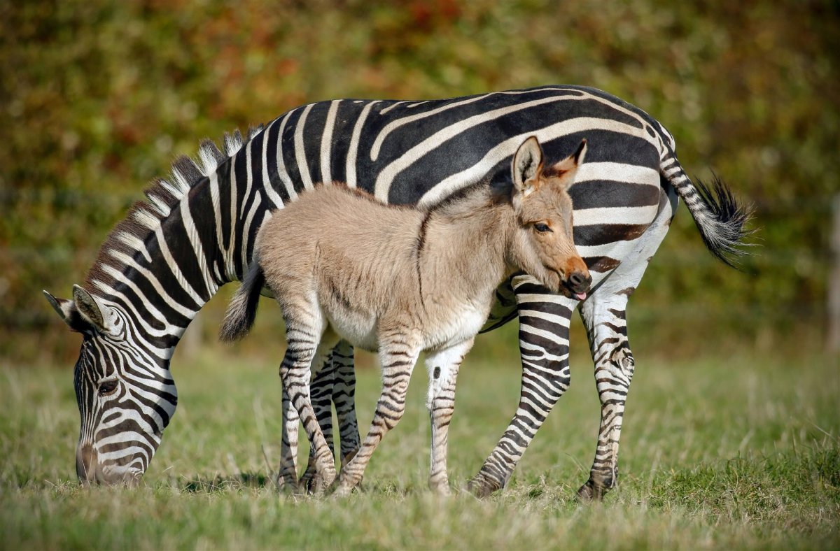 Лев мультяшный Жирафенок