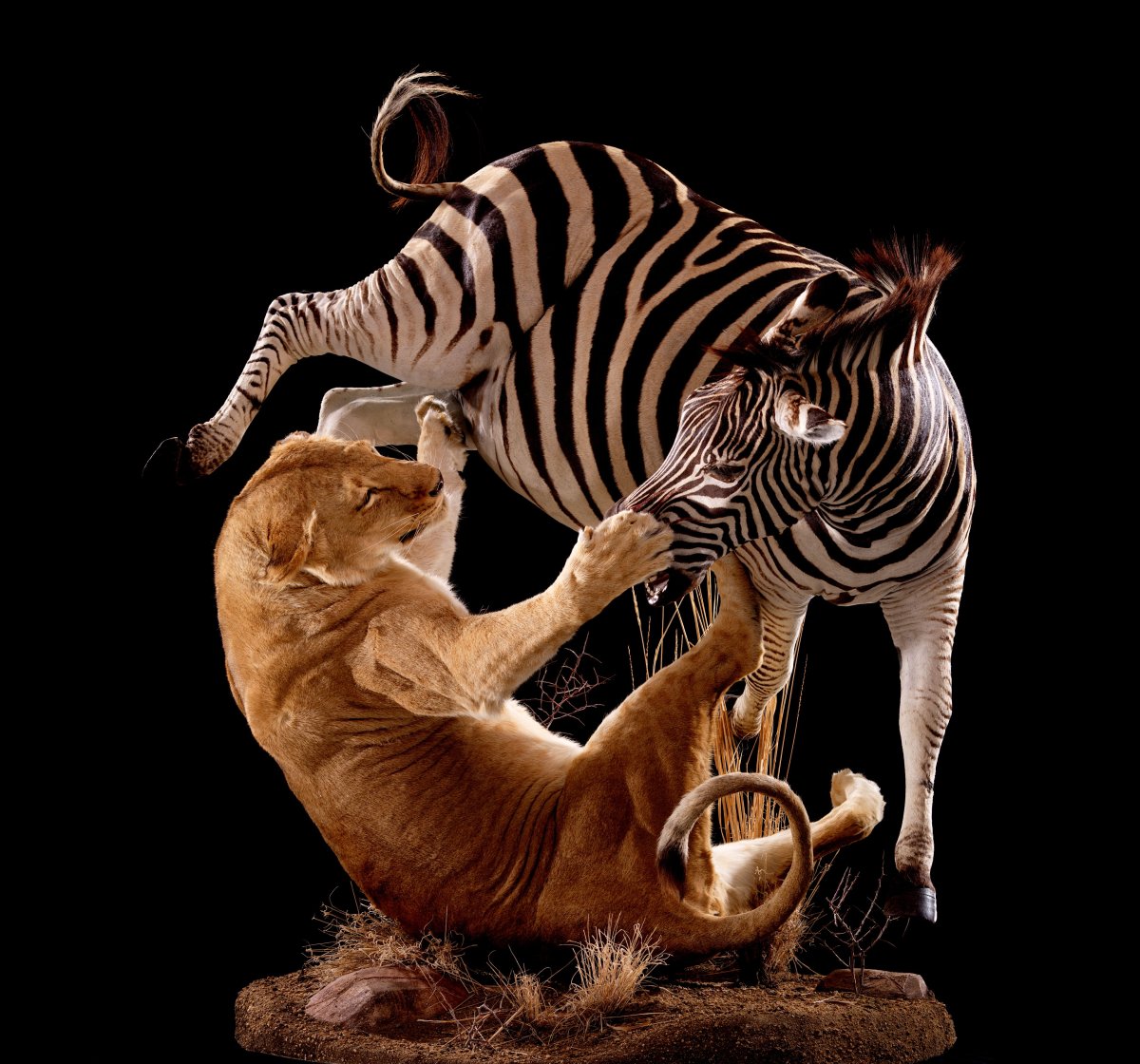 Зебра бьет Льва копытами