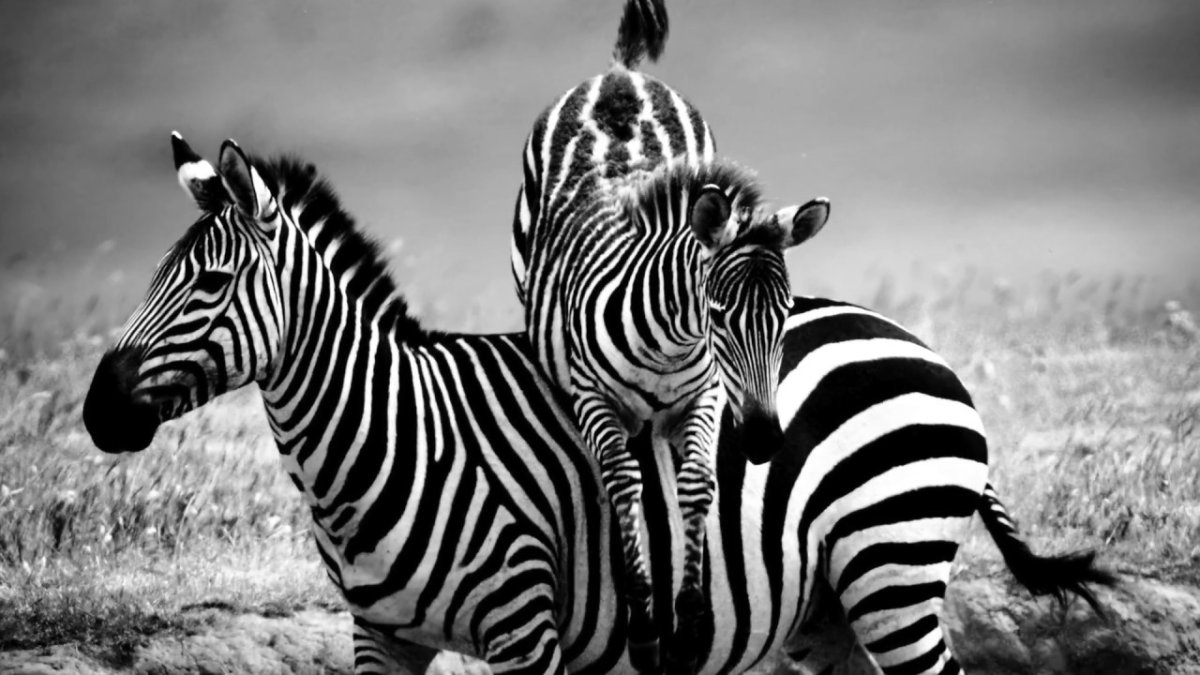 Зебра Король Лев