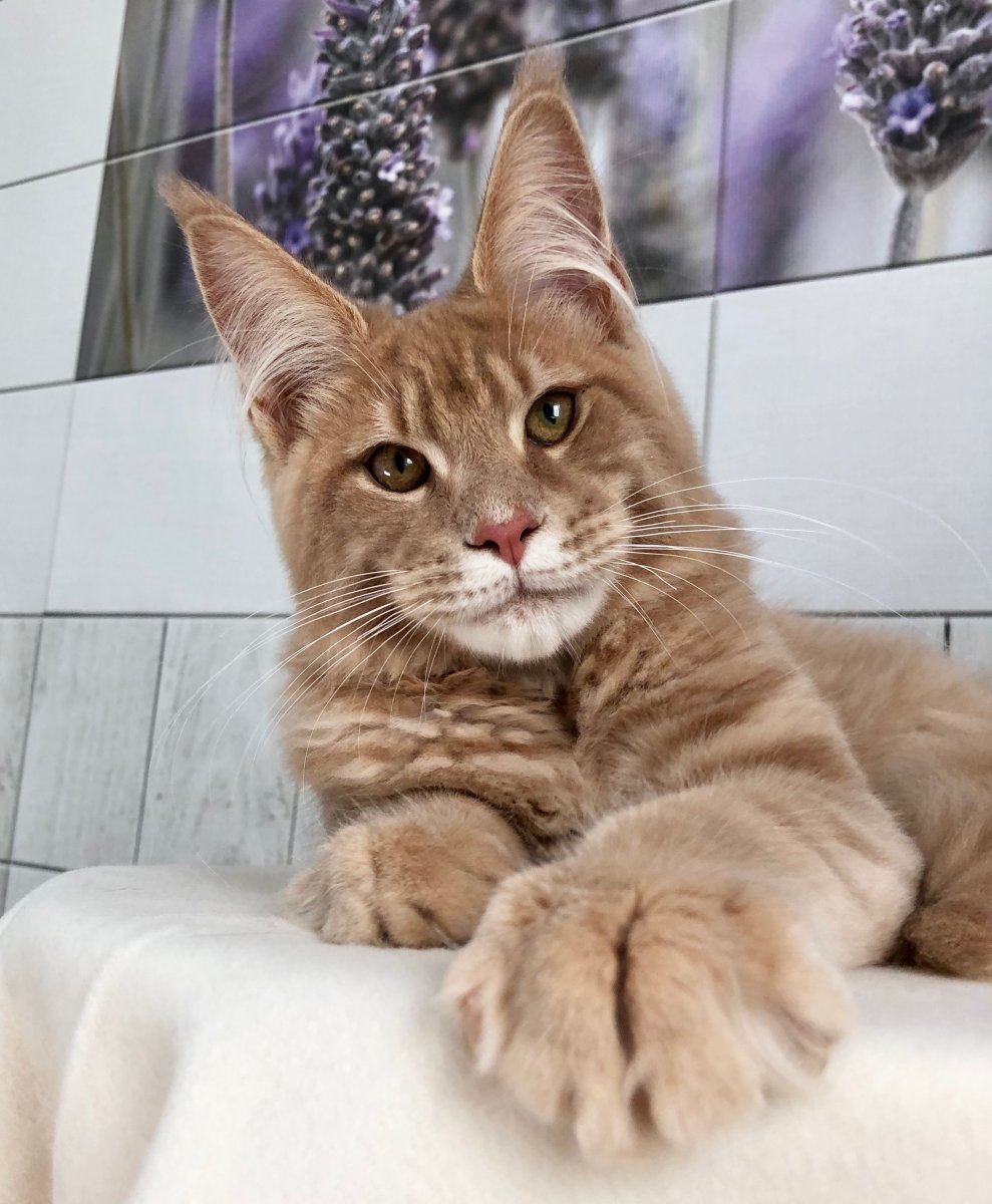 Гигантский Мейн кун