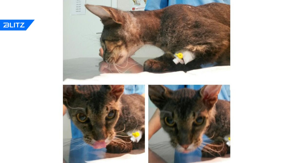 Мейн кун голубой Солид фото