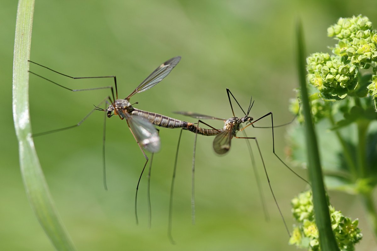 Карамора комар долгоножка на белом фоне