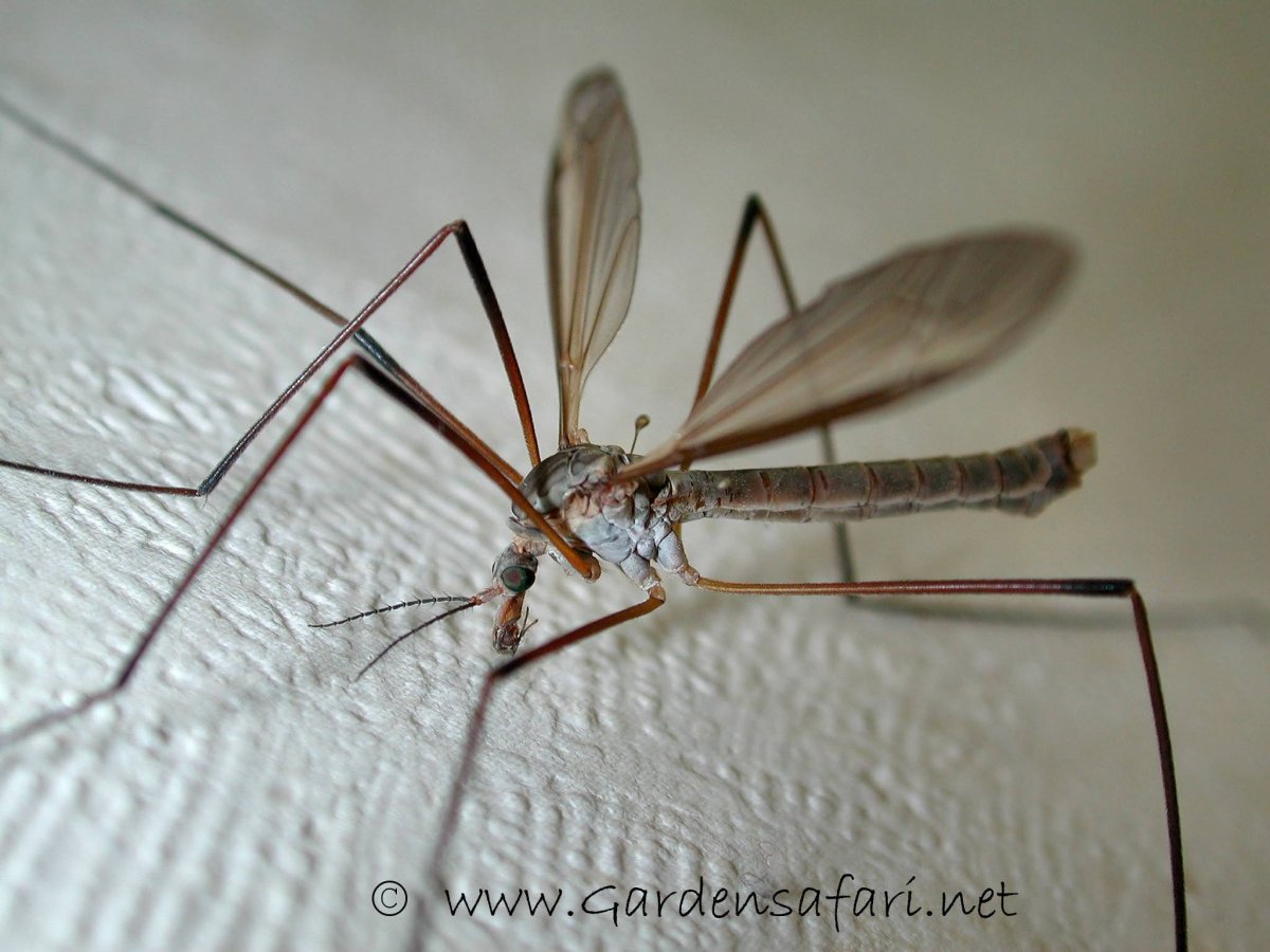 Малярийный комар большой комар