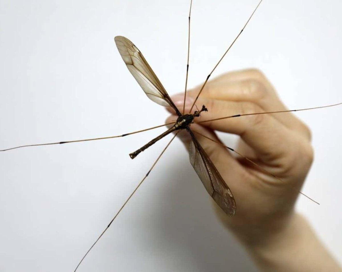 Комар долгоножка самка и самец