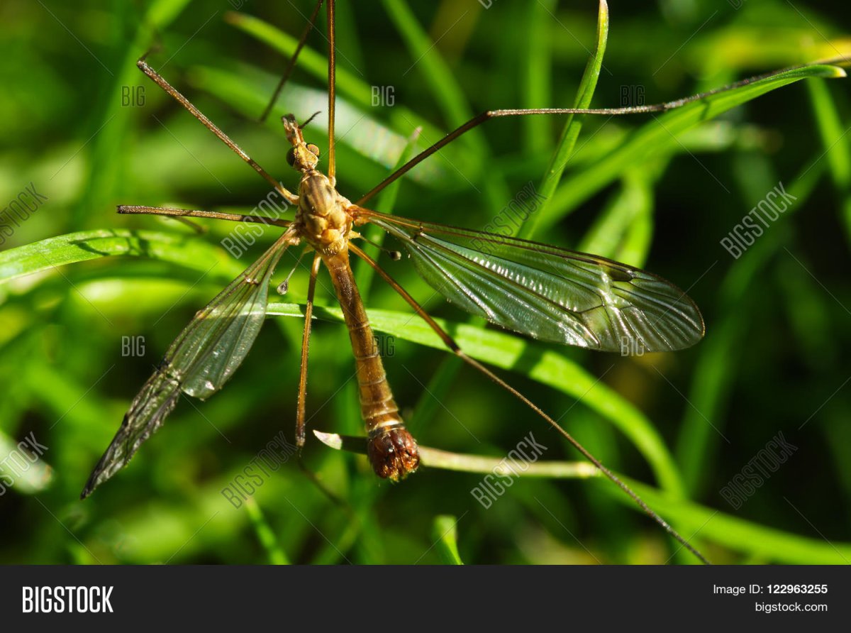 Комар без фона