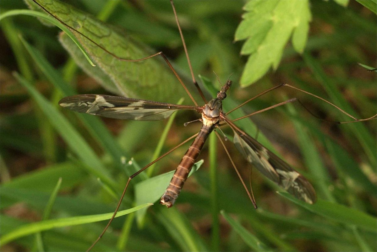Красный комар долгоножка