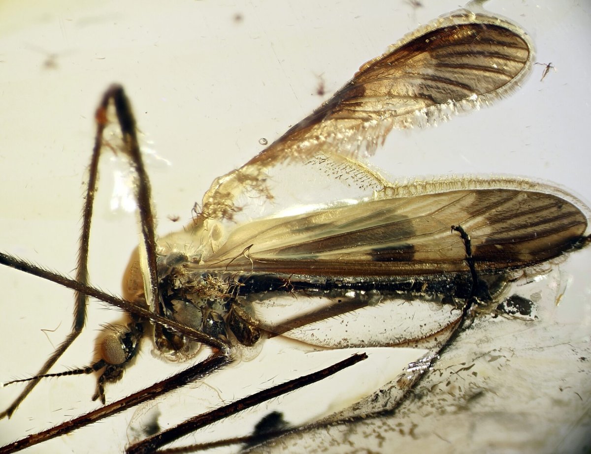 Насекомые похожие на комаров