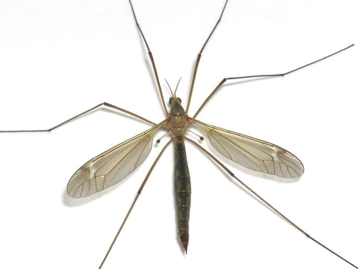 Крылья комара