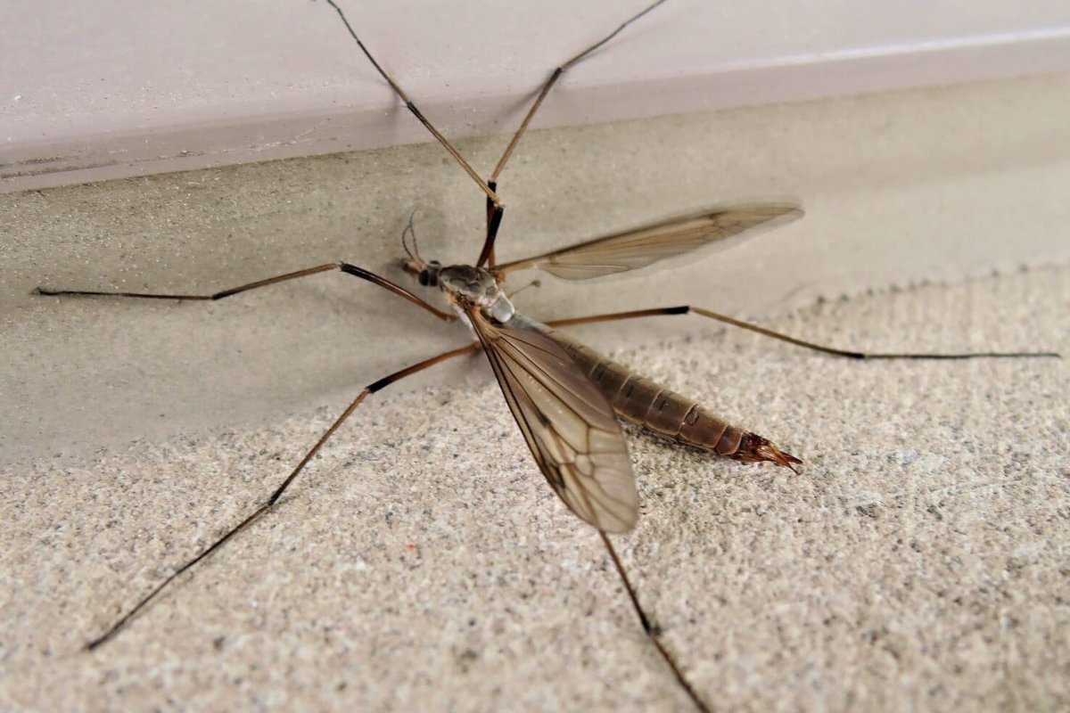 Комар долгоножка и малярийный комар