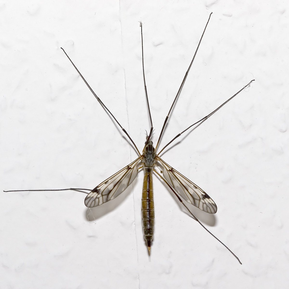 Комар долгоножка самка