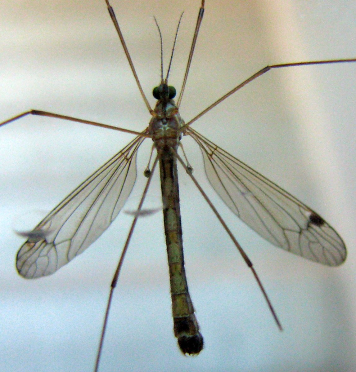 Комар на белом фоне вид сверху