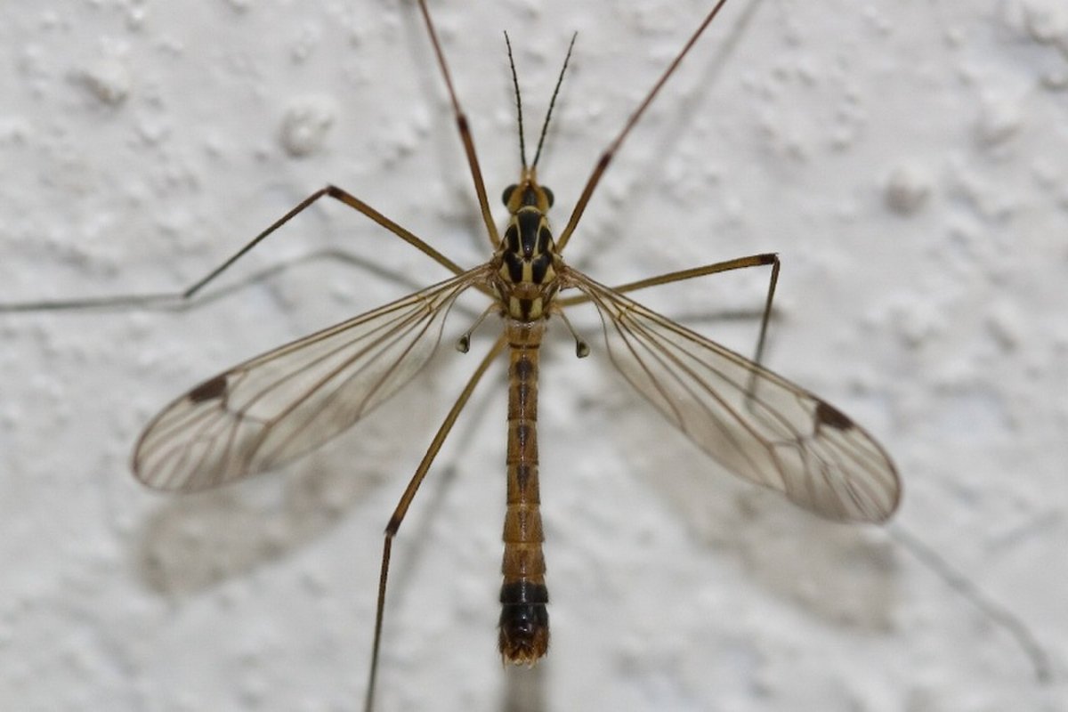 Белянковый наездник