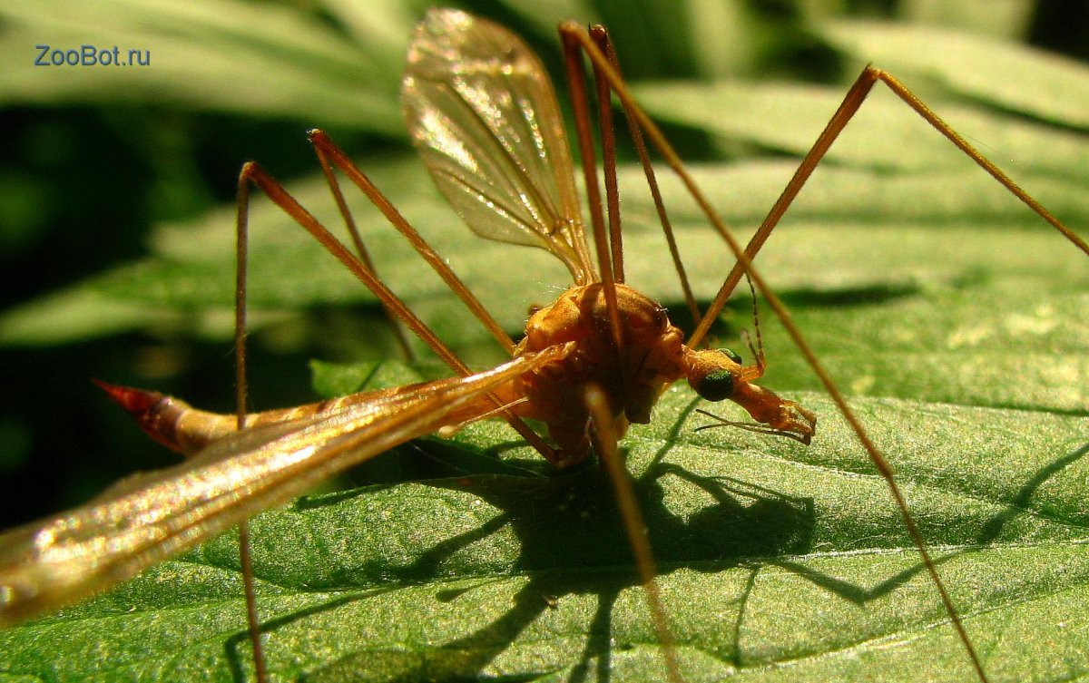 Малярийный комар долгоножка