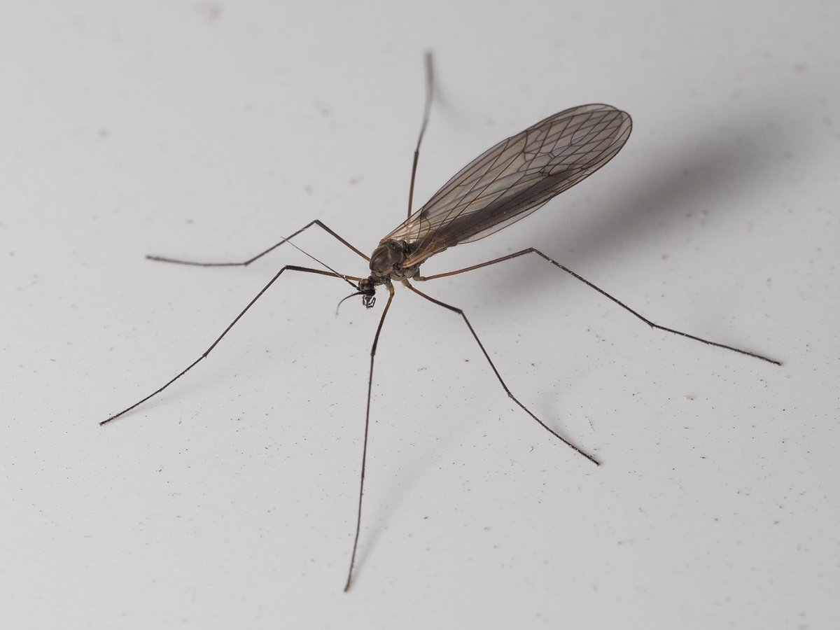 Комар долгоножка и малярийный комар