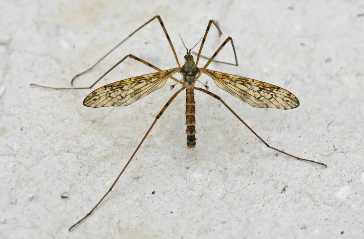 Белый малярийный комар