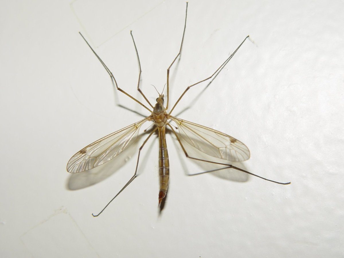Малярийный комар долгоножка