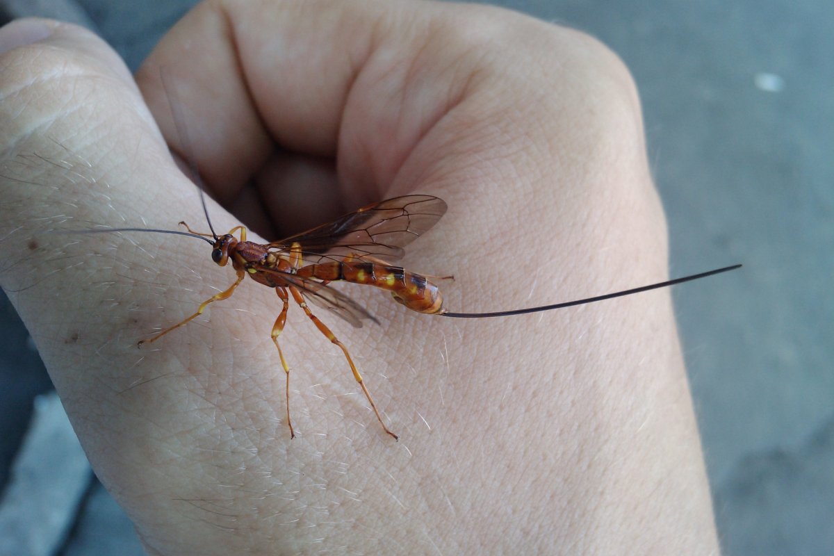 Муха долгоножка