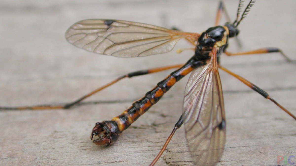 Карамора комар долгоножка