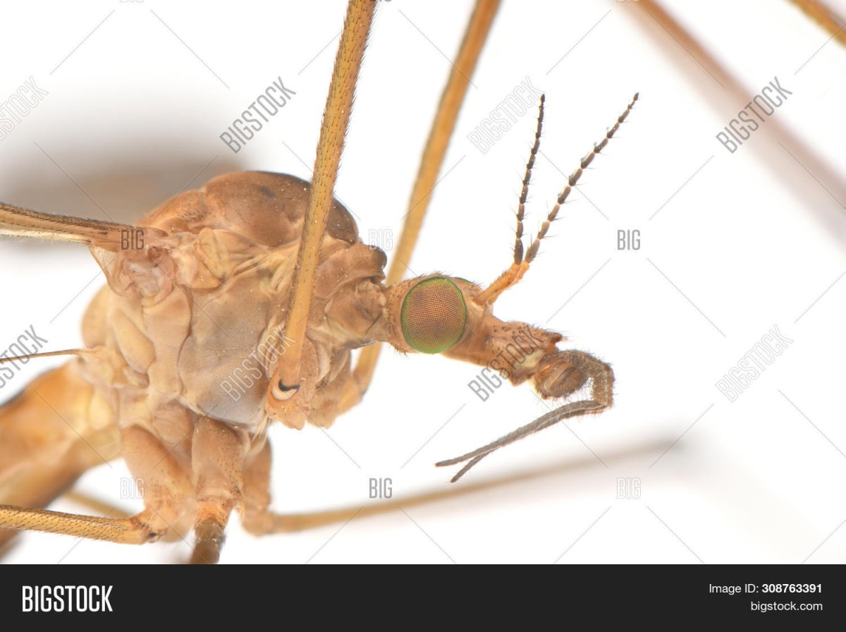 Насекомые похожие на комаров