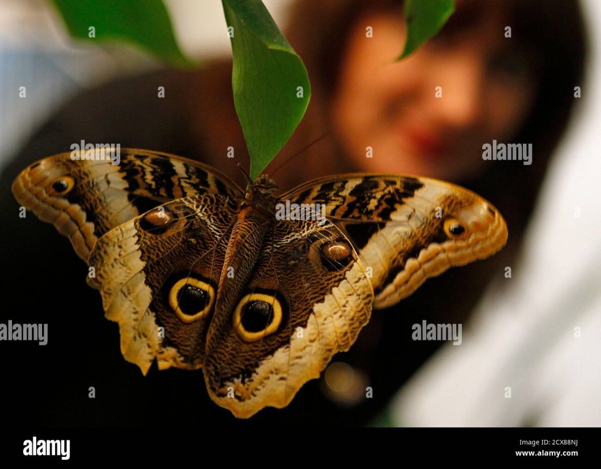 Бабочка на стволе дерева