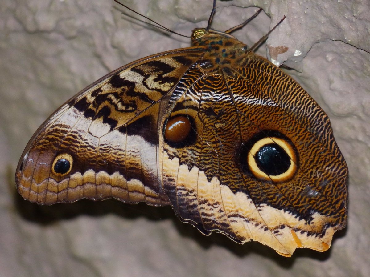 Бабочка сливается с деревом