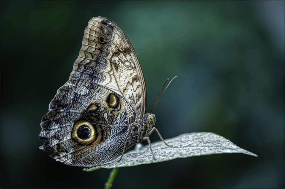 Гусеница бабочки Калиго