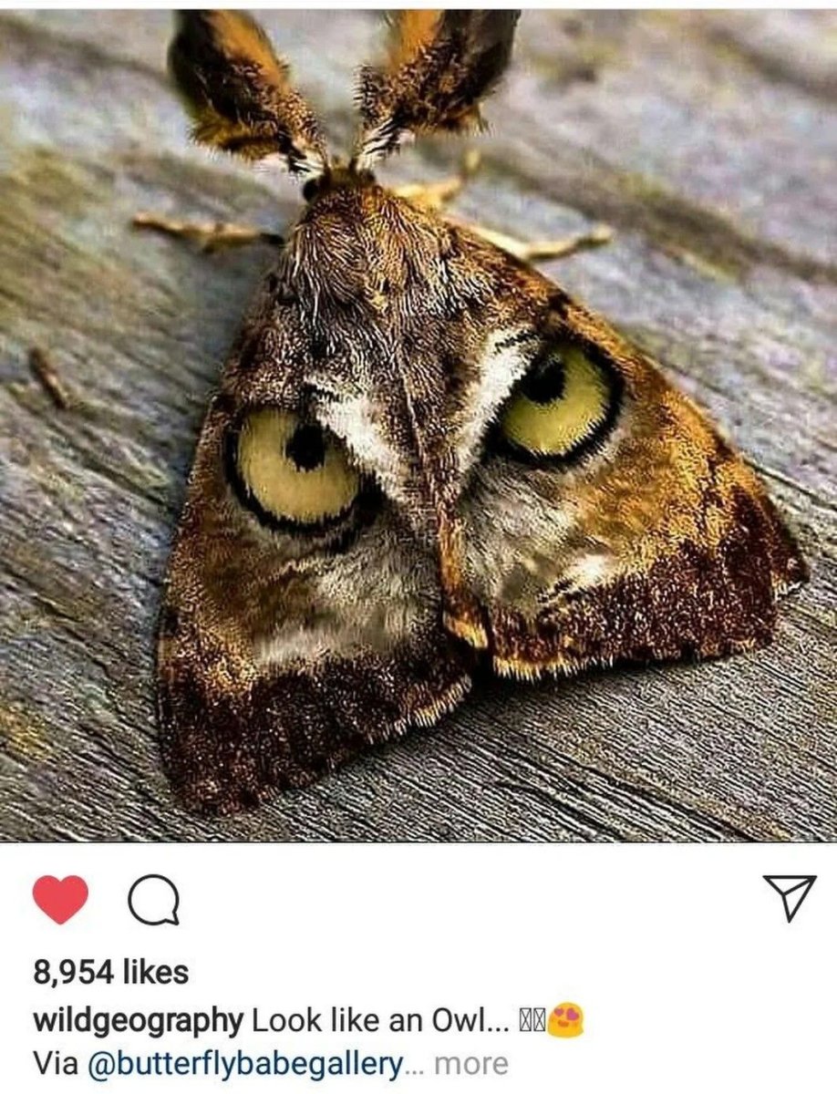 Сова ест бабочек