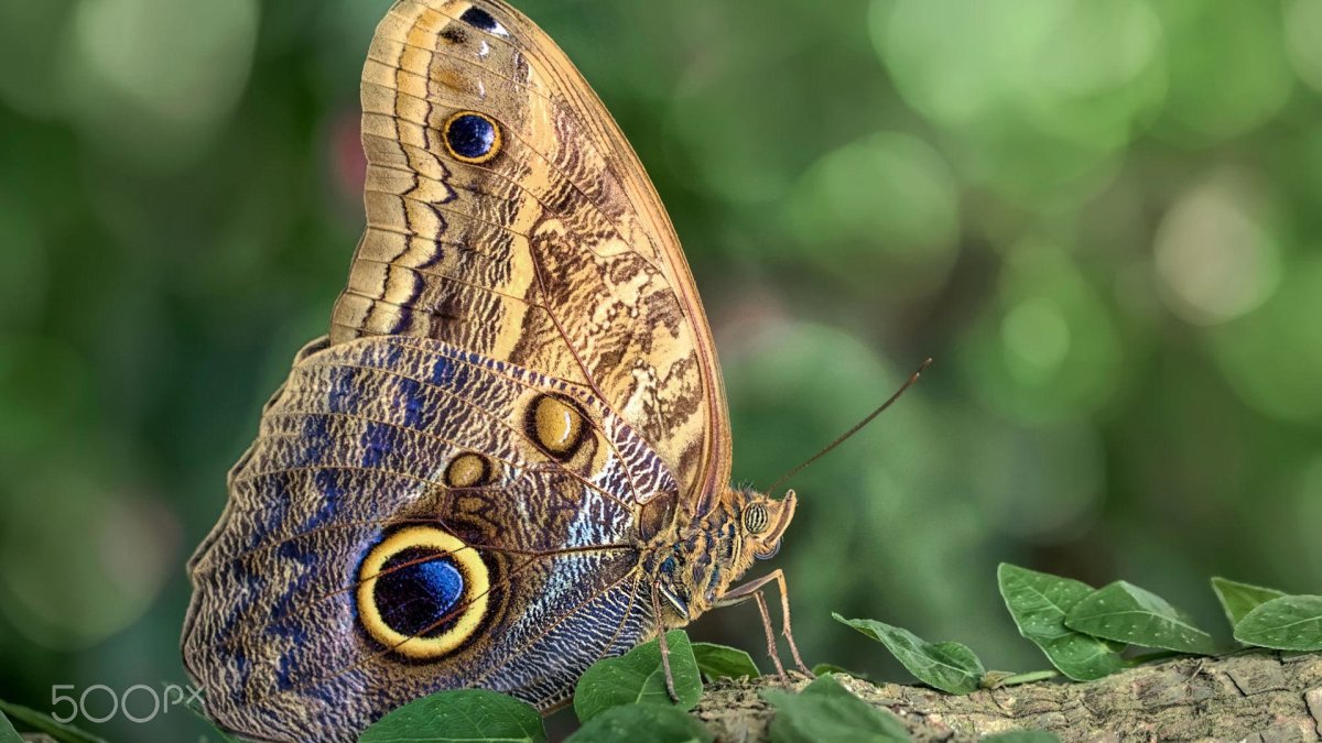 Бабочка Калиго маскировка