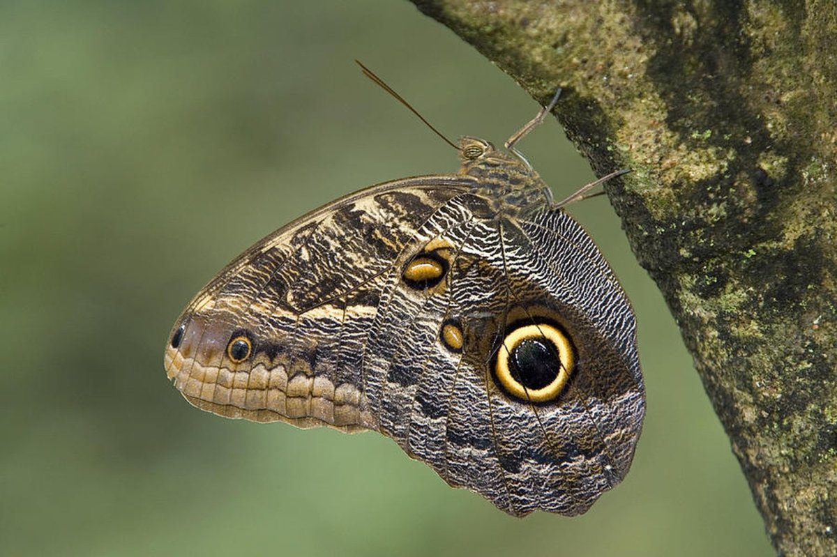 Бабочка Калиго маскировка