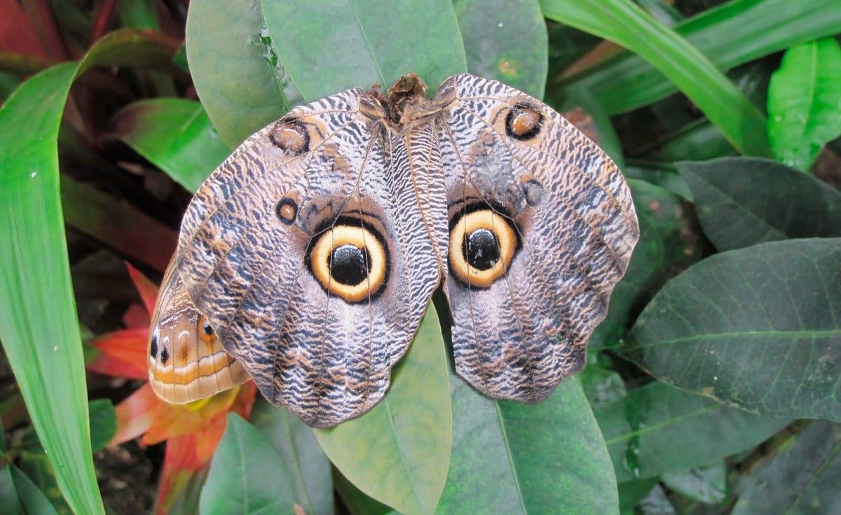 Мимикрия у животных