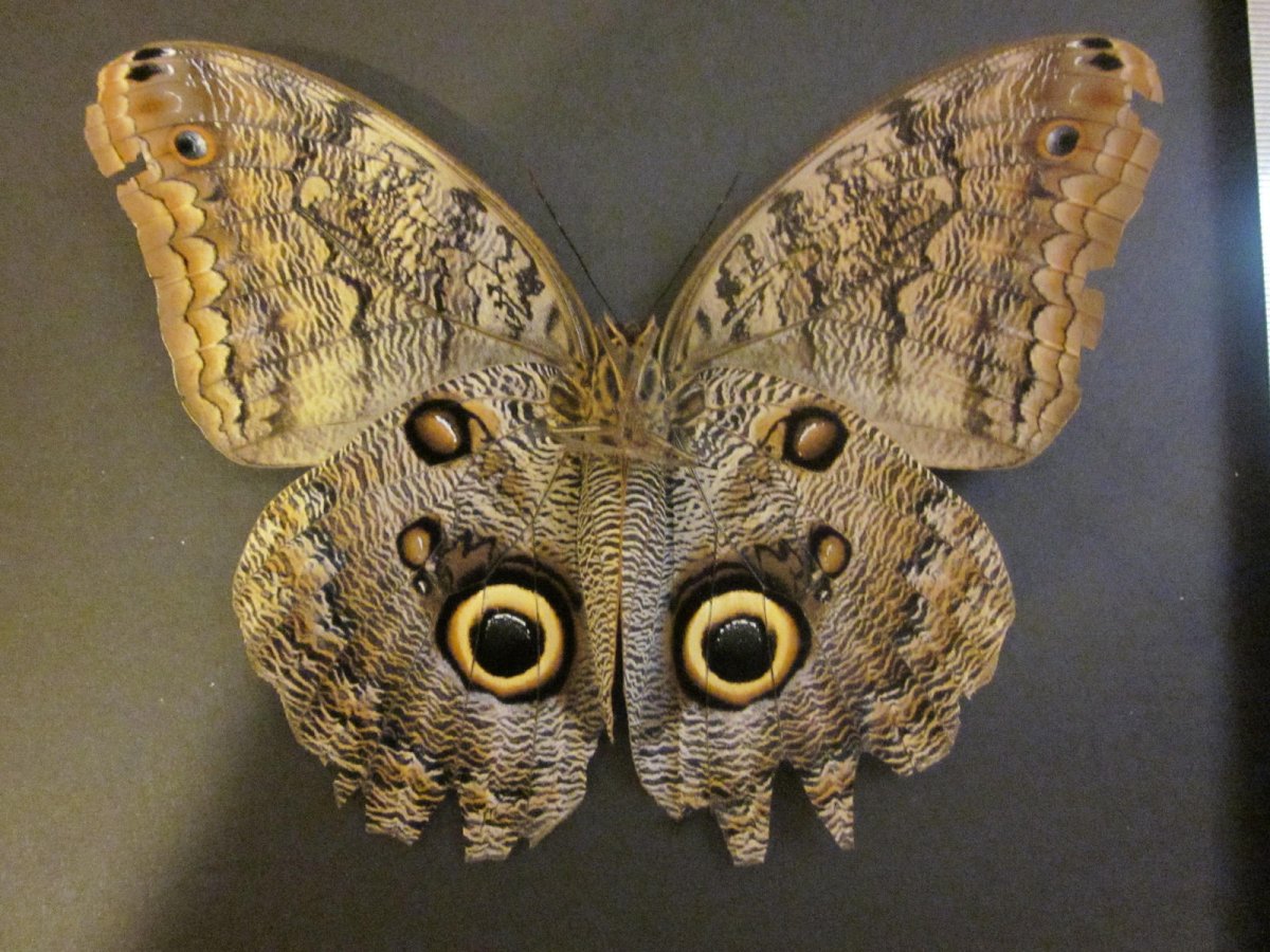 Бабочка Калиго Атрей