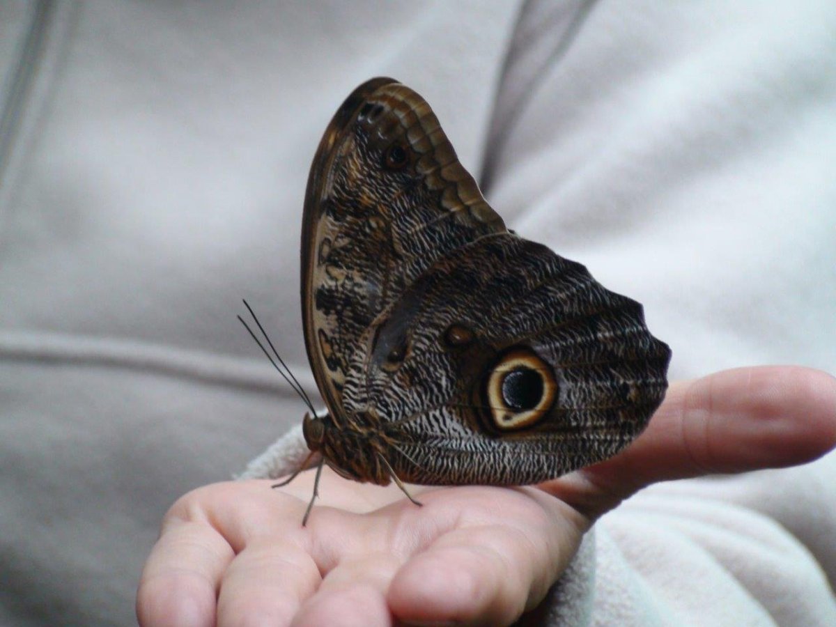 Бабочка с глазами Совы на крыльях