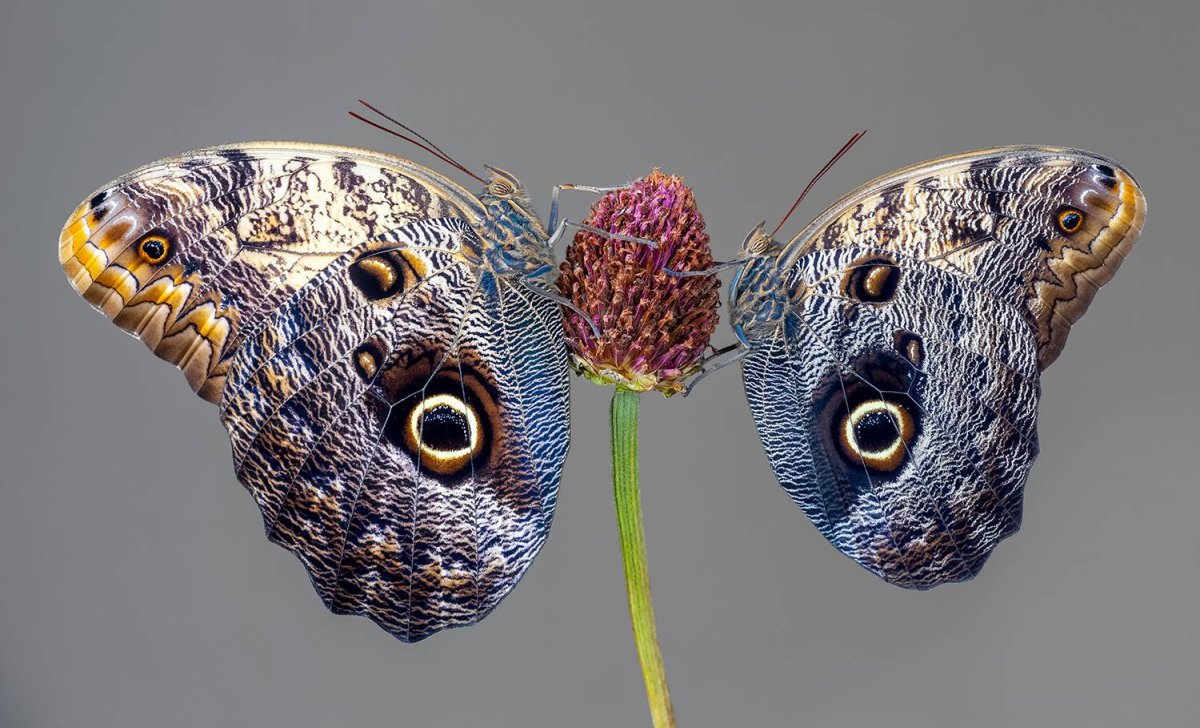 Павлиноглазка малая Saturnia Pavonia