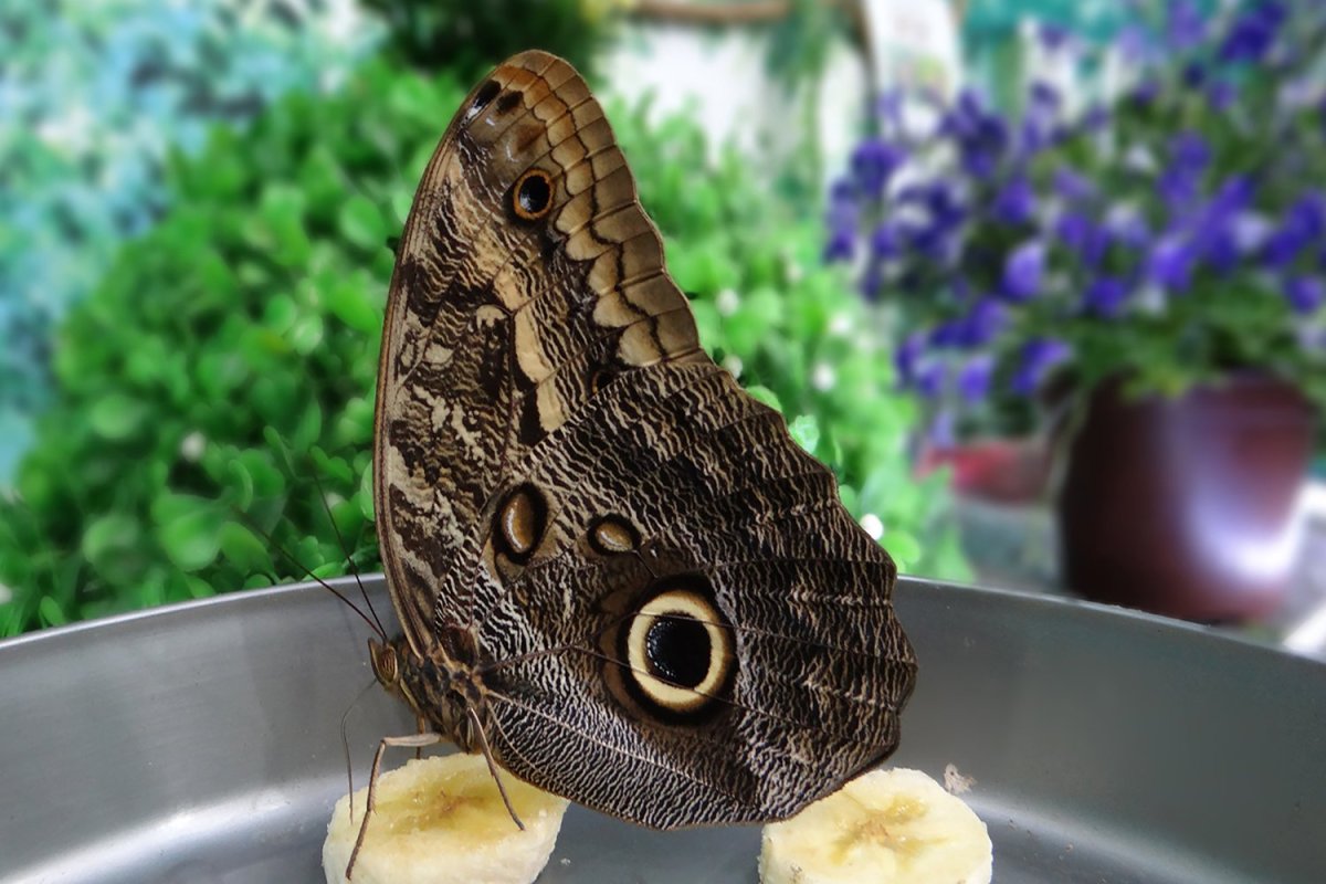 Сова Калиго