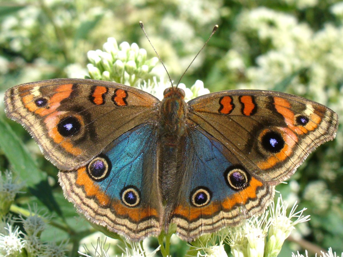 Китайская дубовая Павлиноглазка