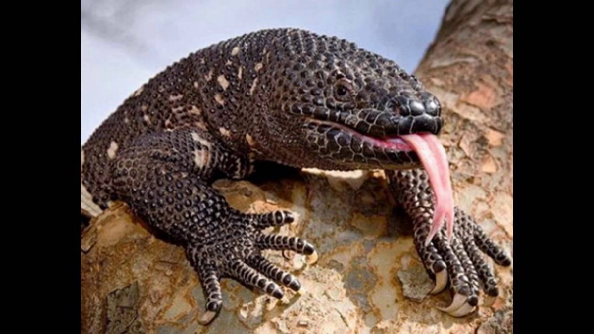 Перуанский ядозуб