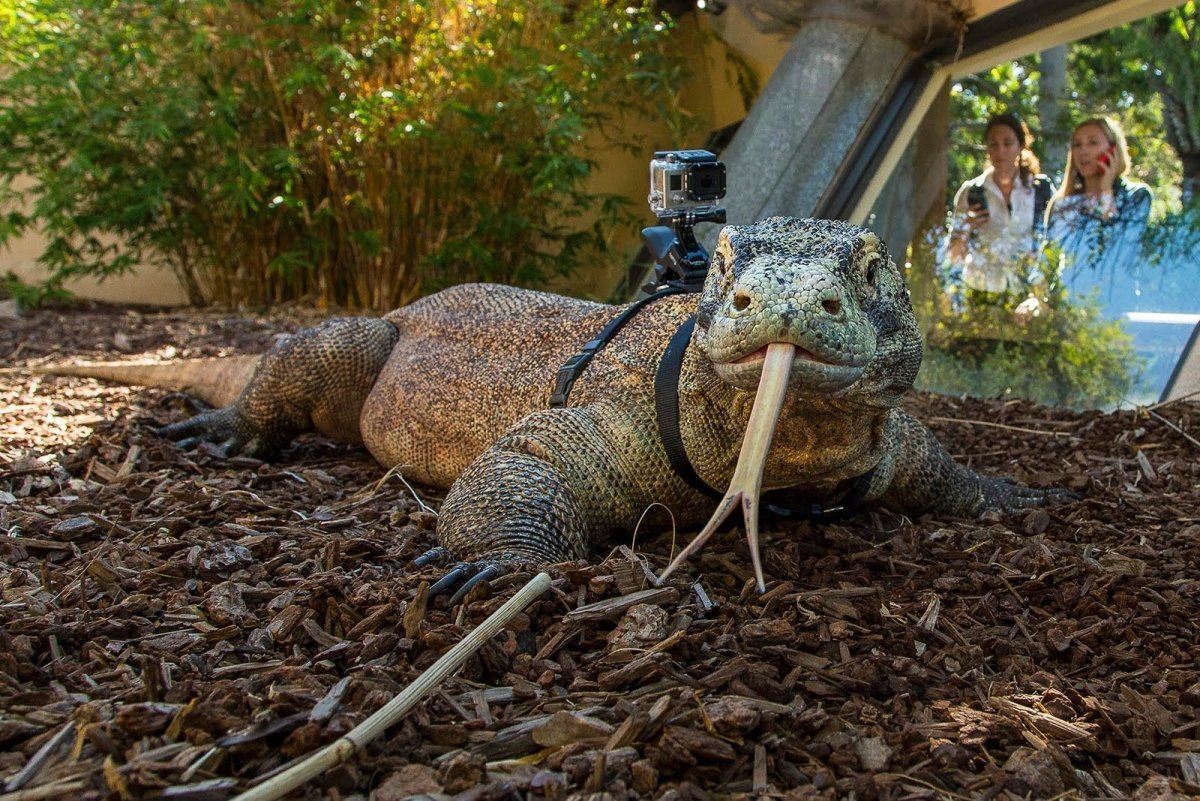 Комодский Варан Лондонский зоопарк