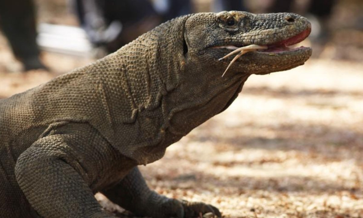 Вараны острова Комодо