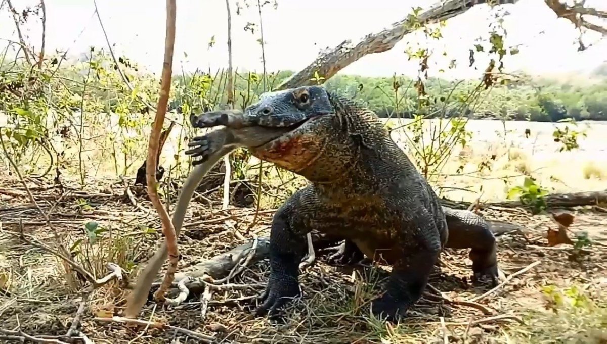 Комодский Варан напал на человека