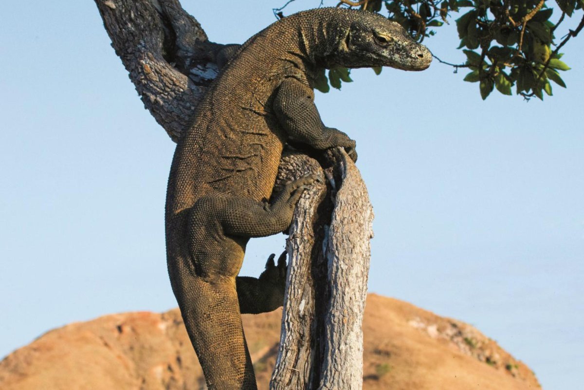 Варан дракон с острова Комодо