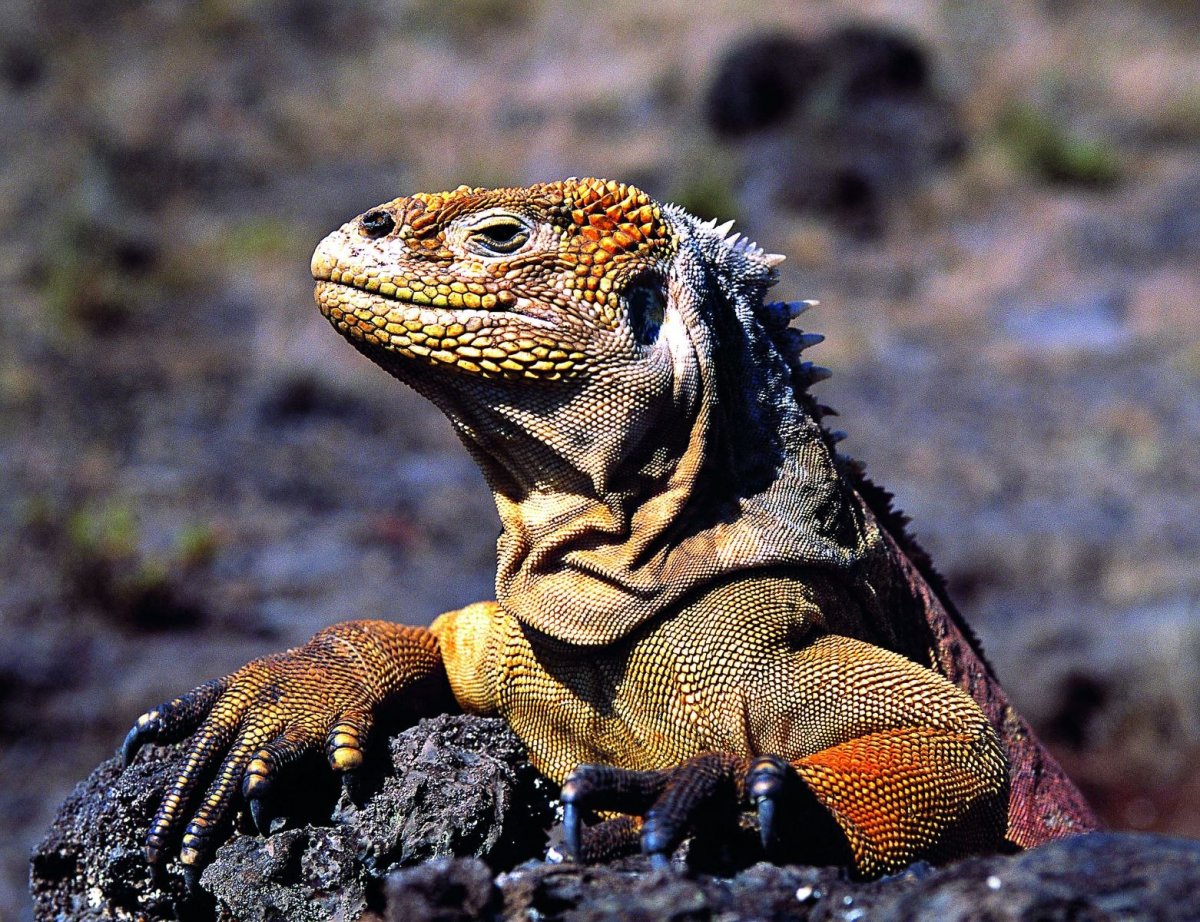 Пресмыкающиеся гаттерия