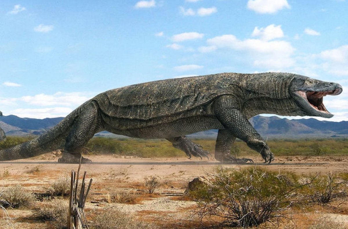 Ящерица МЕГАЛАНИЯ