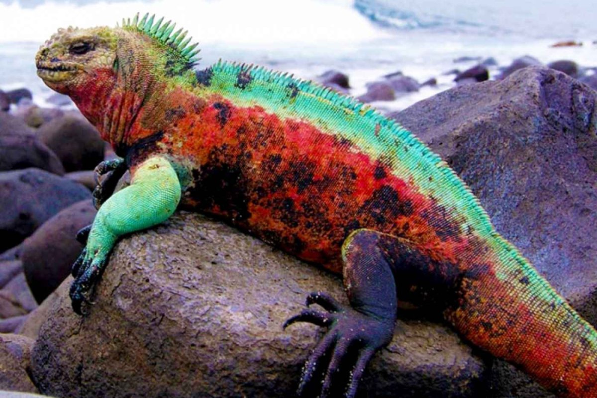 Галапагосские острова игуаны