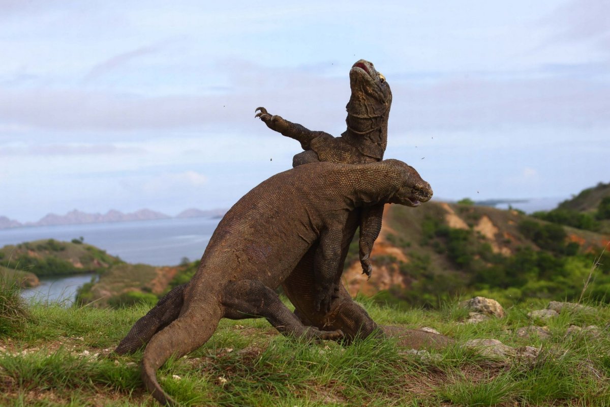 Индонезия вараны Комодо