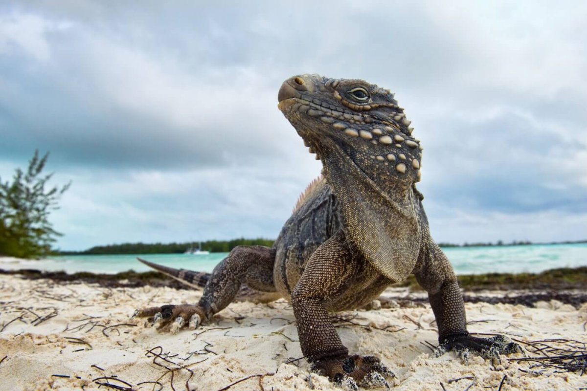 Килеватая циклура