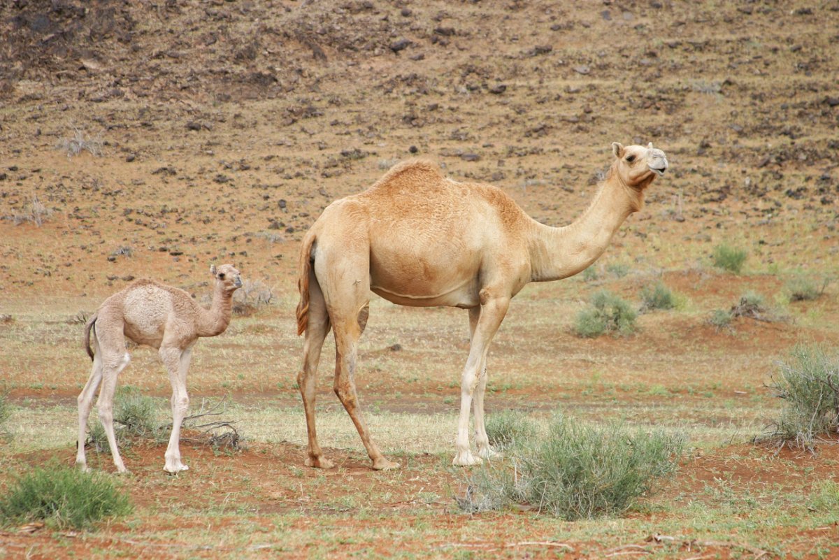 Одногорбый верблюд Египта