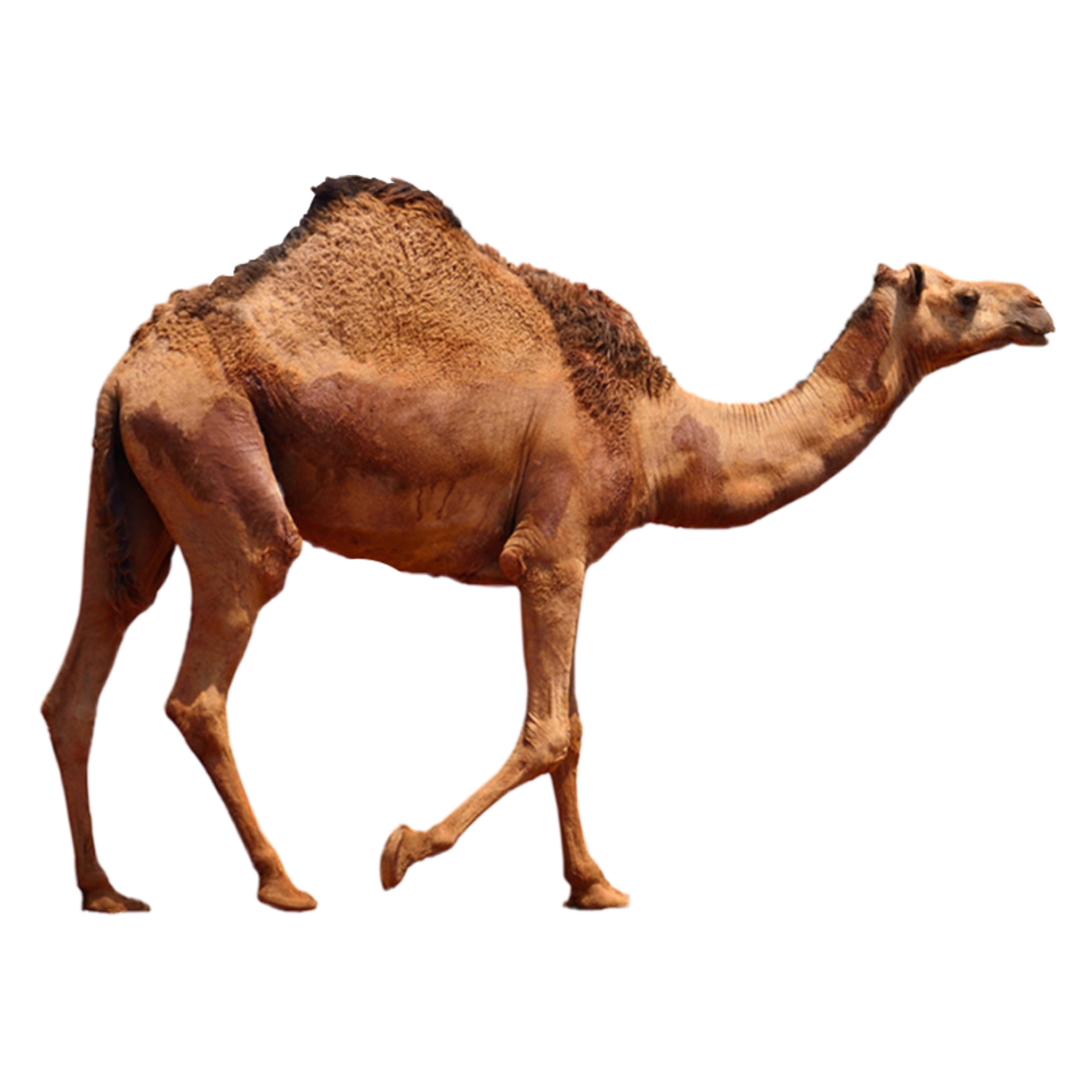 «Двугорбый верблюд пустыни» Бондаренко. 579