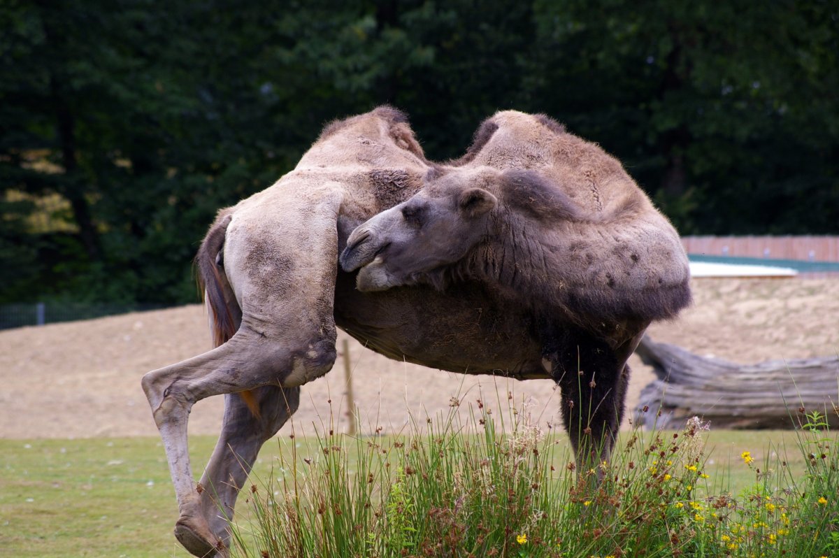 Морда верблюда в профиль