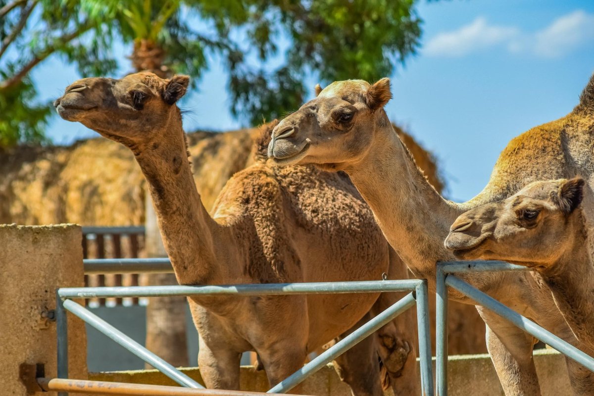 Ярославский зоопарк одногорбые Верблюды